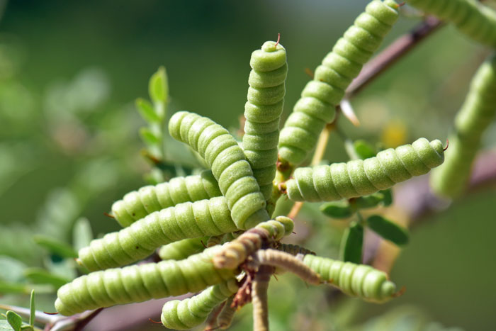 The fruits of Screw Bean Mesquite are a positive identification of this Mesquite species. The dramatic fruit is a tightly coiled legume pod as shown here. Prosopis pubescens
